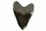 Serrated, Fossil Megalodon Tooth - Georgia #95493-2